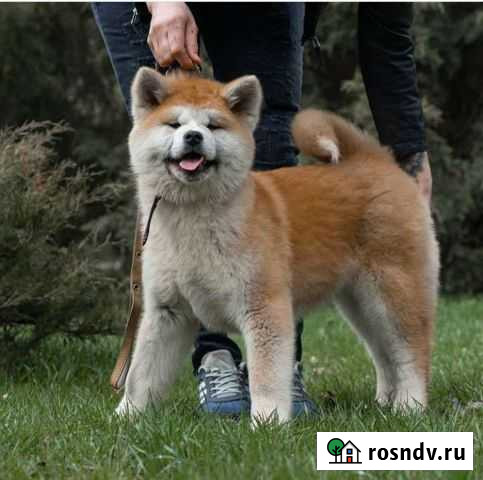 Акита Ростов-на-Дону - изображение 1