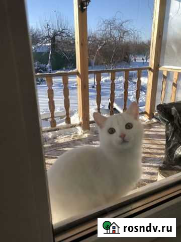 Молодой белоснежный Феликс ждет своих хозяев Орлово - изображение 1