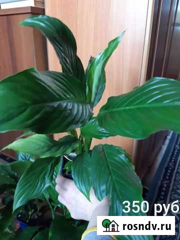 Спатифилум Кемерово - изображение 1