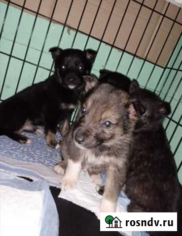 Щенки в добрые руки Тобольск - изображение 1