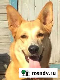 Триша-трюкач ждет вас Балашиха - изображение 1