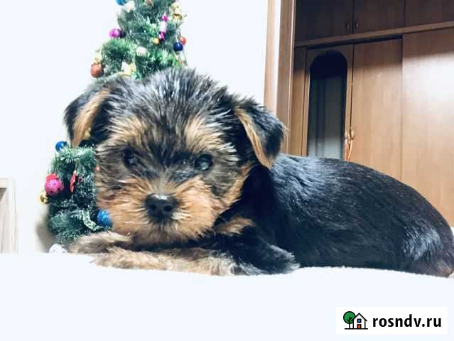 Йоркширский терьер Севастополь - изображение 1