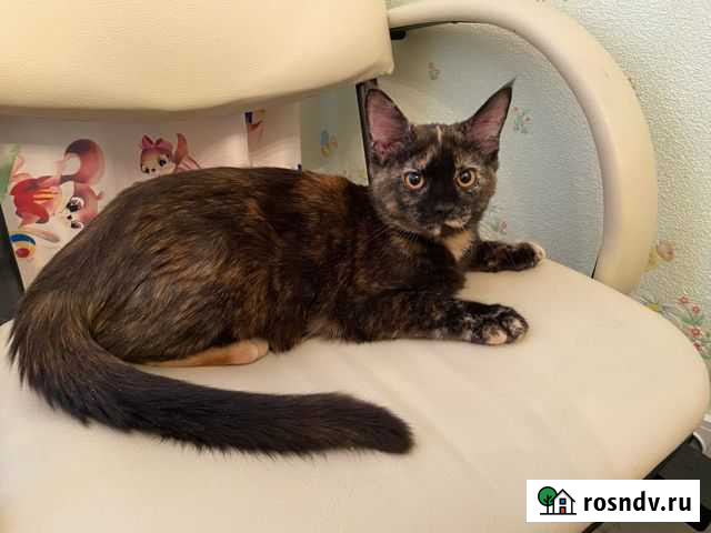 Кошка помесь мейкуна Пермь - изображение 1