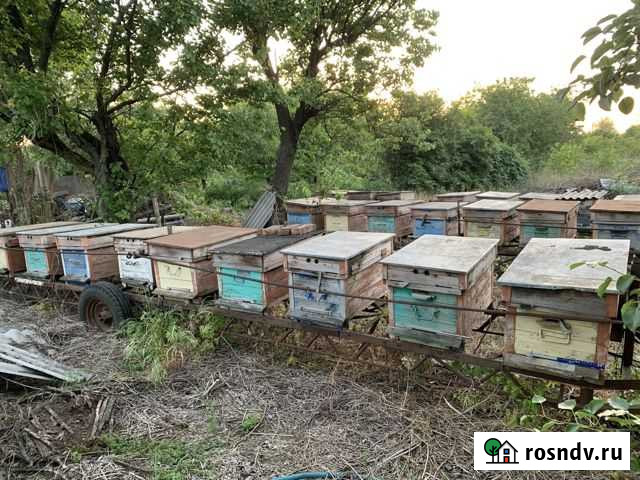 Улей Нововеличковская - изображение 1