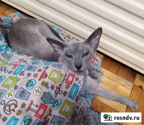 Ориентальная кошечка (ждём жениха) Ижевск - изображение 1