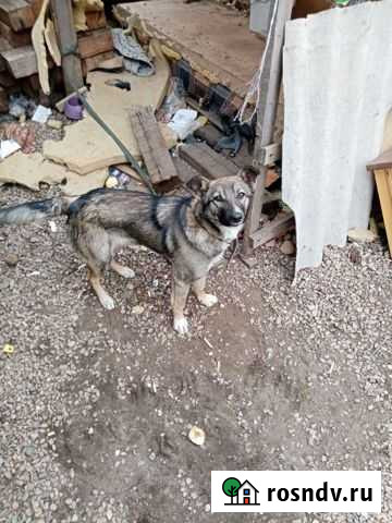 Собака в добрые руки Иркутск - изображение 1