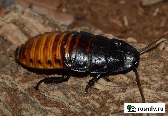 Мадагаскарские тараканы Иваново - изображение 1