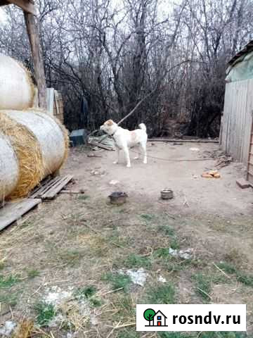 Вязка Разумное - изображение 1