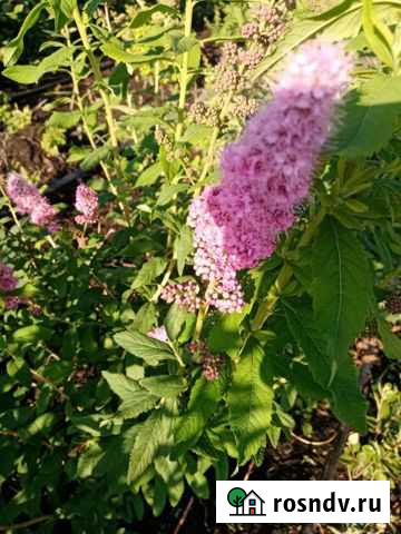 Ива плакучая, акация желтая Набережные Челны - изображение 1