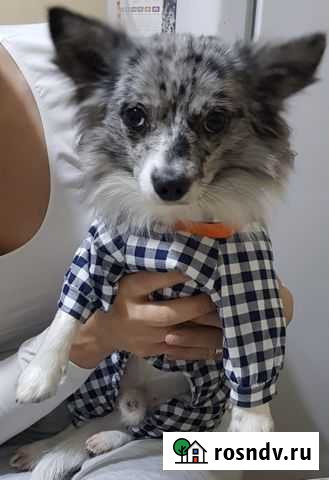 Чихуахуа для вязки Отрадная - изображение 1