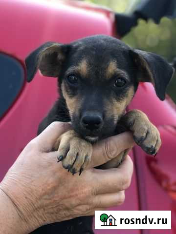 Рексик ищет дом Волгодонск - изображение 1