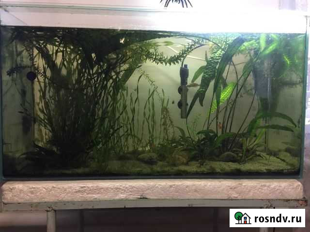 Аквариум вместе с тем что там есть Новоалтайск - изображение 1