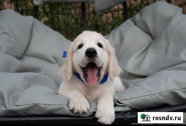 Золотистый ретривер Данков - изображение 1