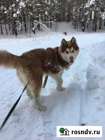 Вязка хаски (мальчик) Анжеро-Судженск - изображение 1