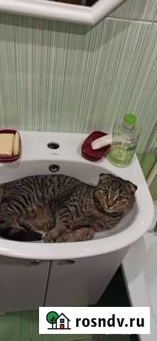 Британский вислоухий кот Октябрьский - изображение 1