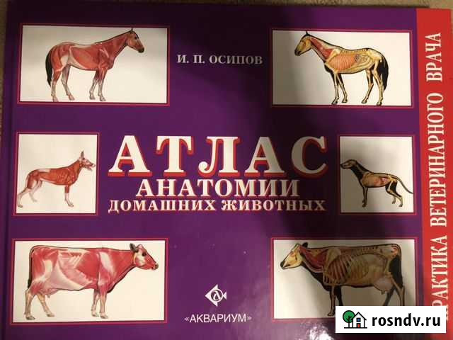 Атлас анатомии домашних животных Осипов Ржев - изображение 1