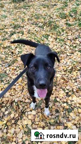 Собака в добрые руки Реутов - изображение 1