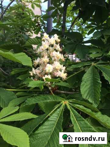 Каштан декоративный Новороссийск - изображение 1