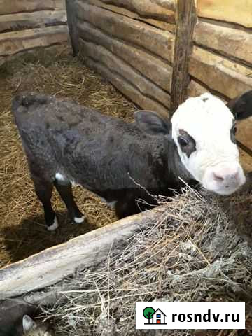 Бычки и быки Новониколаевский - изображение 1