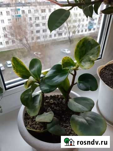 Пеперомия пестролистная Бийск - изображение 1