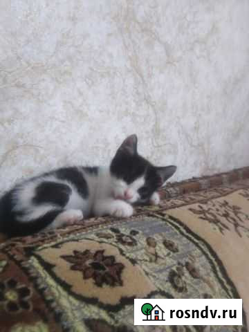 Котенок в дар Владикавказ - изображение 1