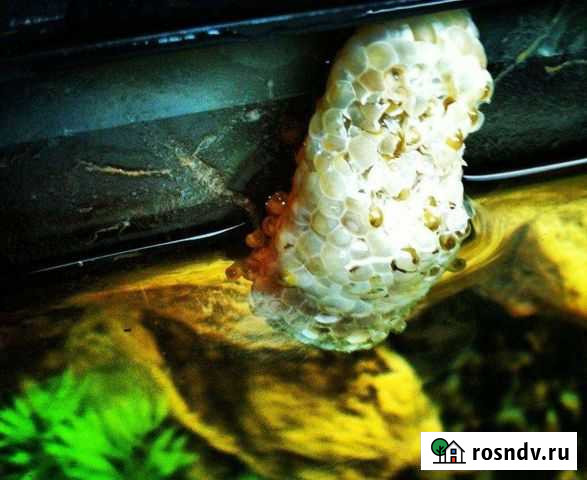 Улитки Ампулярии/Физы Подольск - изображение 1