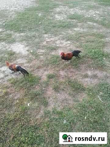 Японский карликовый феникс Темижбекская - изображение 1