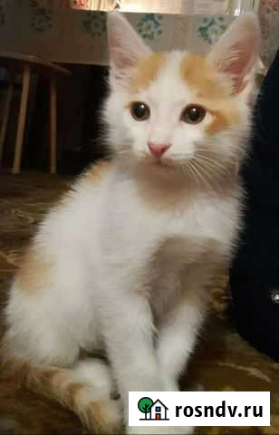 Котёнок Астрахань - изображение 1