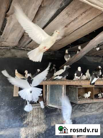 Голуби разных пород Гороховец - изображение 1
