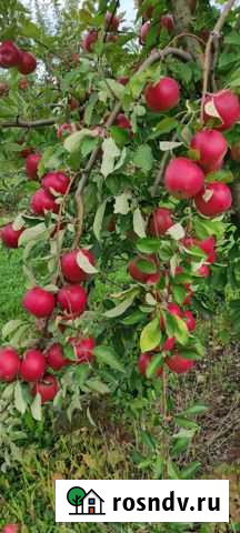 Саженцы яблок Айдаред Нальчик - изображение 1