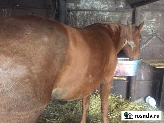 Продам дошадь Саранск - изображение 1