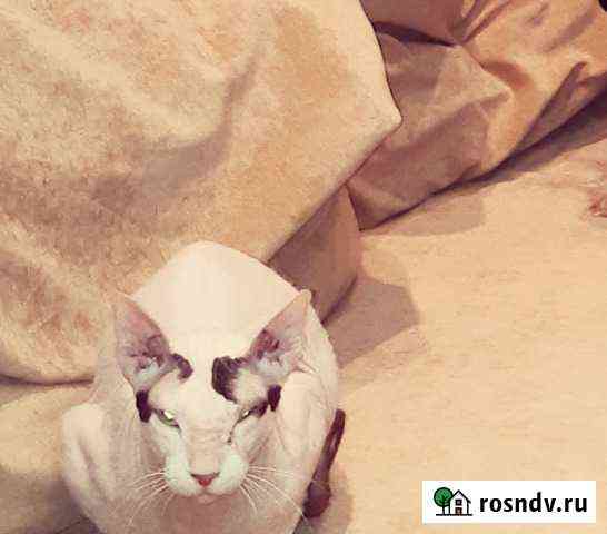 Отдам кота сфинкса в хорошие руки Сочи