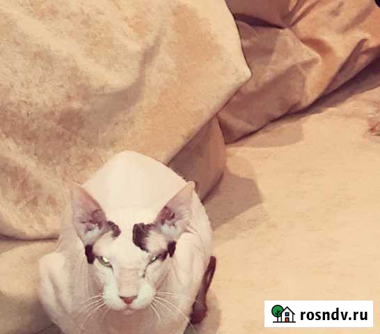 Отдам кота сфинкса в хорошие руки Сочи - изображение 1