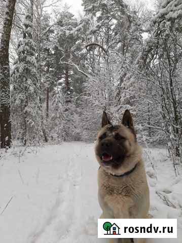 Вязка американская акита Протвино - изображение 1