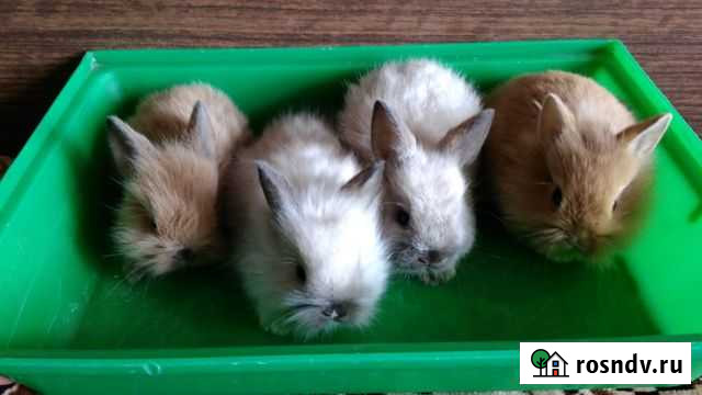 Карликовые кролики Рязань - изображение 1
