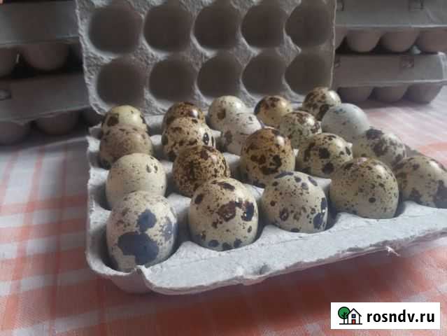 Инкубационное яйцо перепелов Клинцы - изображение 1