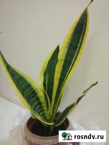 Сансевиерия Михайловка - изображение 1