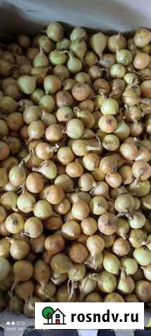 Лук-севок штутгартер ризен Муром - изображение 1