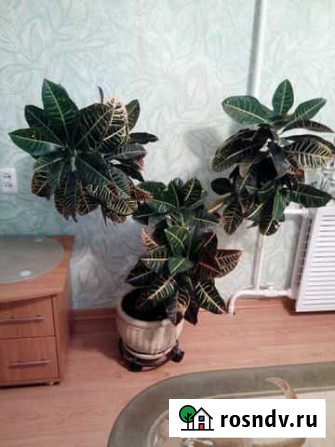 Кротон Сыктывкар - изображение 1