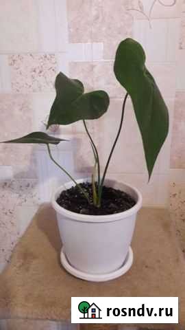 Антуриум Саранск - изображение 1