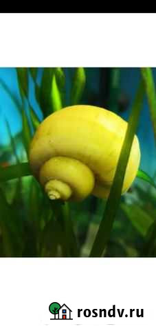 Улитки аквариумные Тамбов - изображение 1