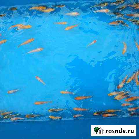 Золотая рыбка, комета Люберцы