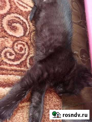 Домашние животные кошки Борисоглебск - изображение 1