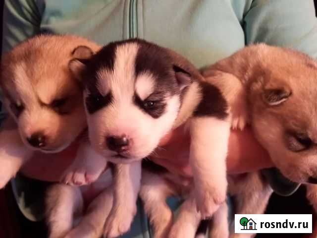 Щенки сибирской хаски Нижний Новгород - изображение 1