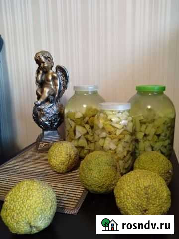 Маклюра Пенза - изображение 1