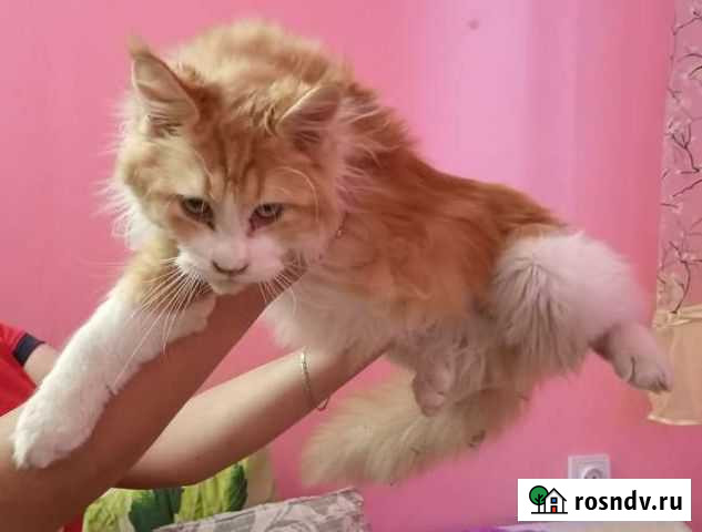 Мейн Кун полидакт в разведение Талица - изображение 1