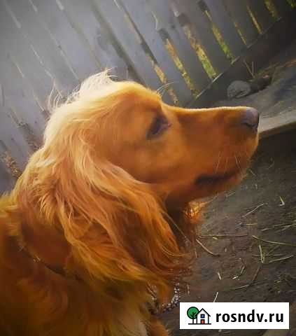 Кокер спаниель Барнаул - изображение 1