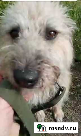 Терьерка Пшеничная Добби Набережные Челны - изображение 1