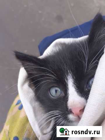 Отдам маленького,красивого котёнка в добрые руки Калининград - изображение 1