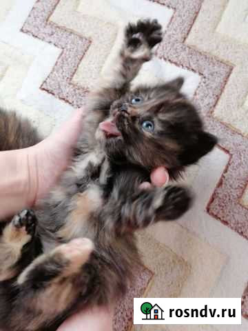 Котята Пермь - изображение 1